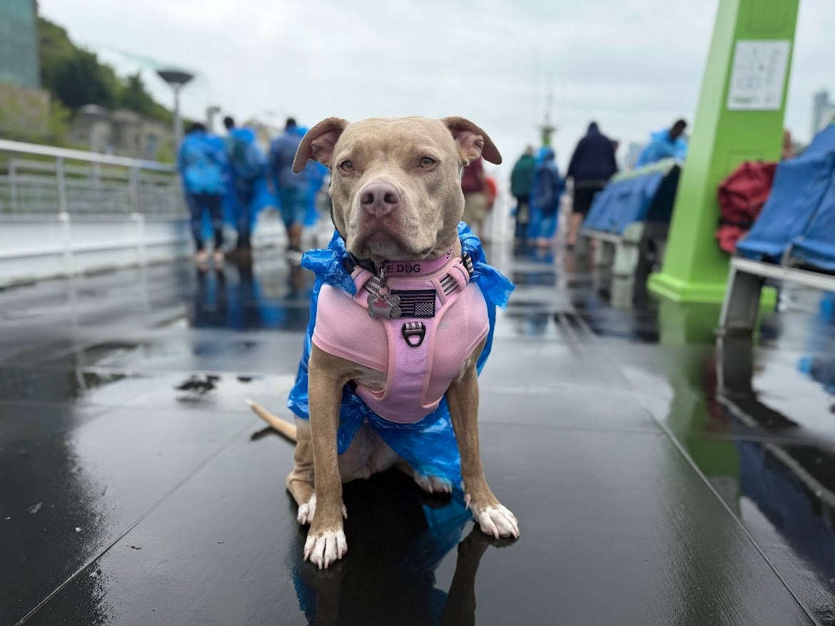 Honey in rain gear at a charity walk
